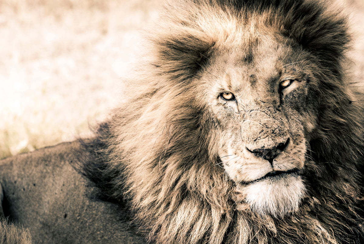 the-one-place-to-buy-lion-king-online-hot-sale_0.jpg