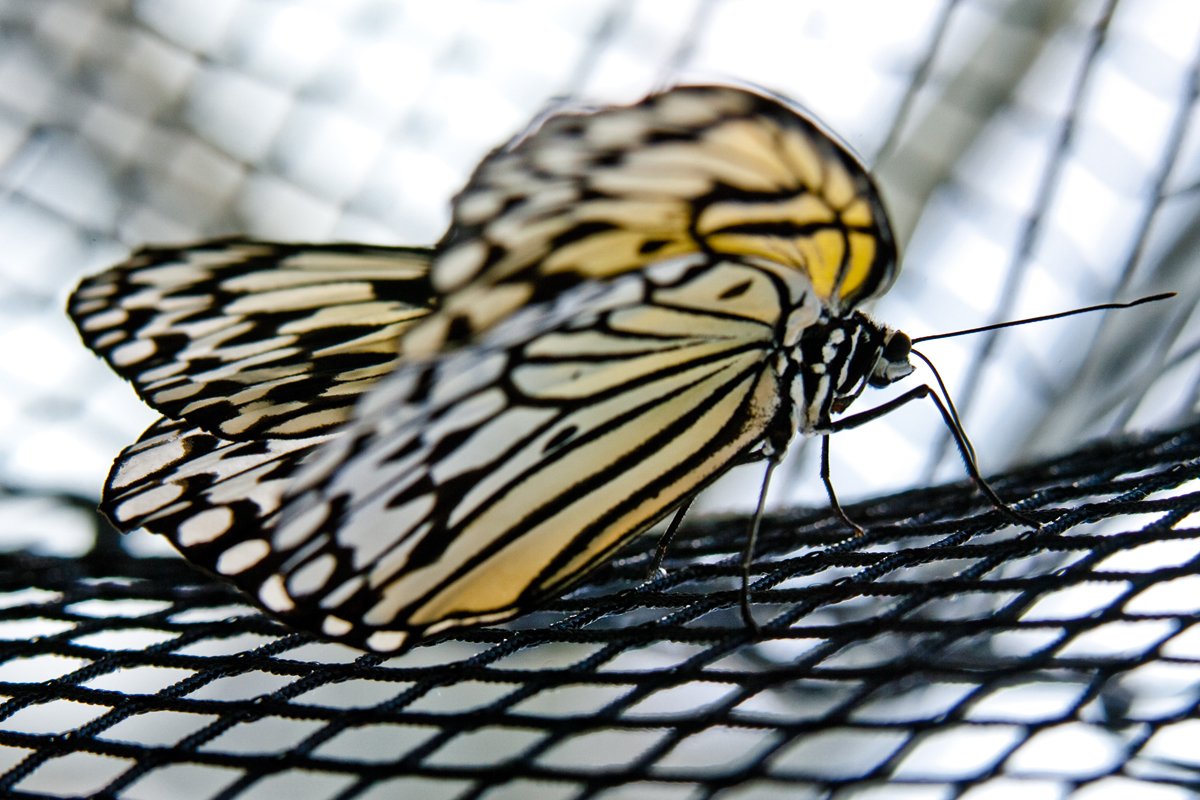 buying-butterfly-beauties-ii-online-now_0.jpg