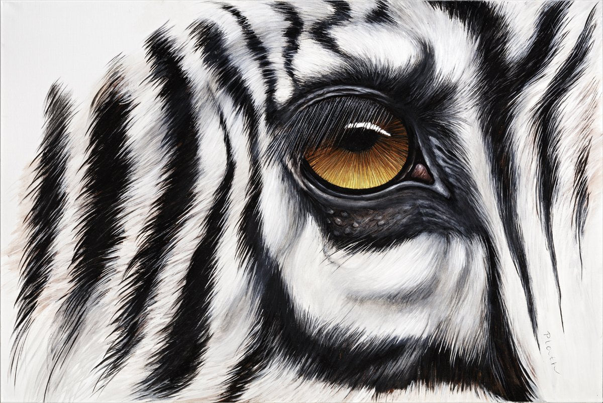 shop-authentic-zebra-augenblick-online_0.jpg