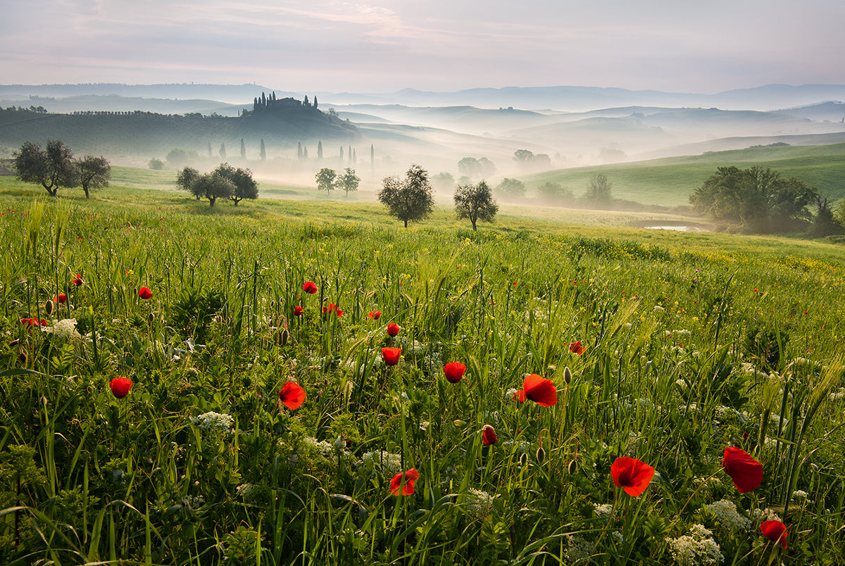 we-offer-cheap-tuscan-spring-on-sale_0.jpg