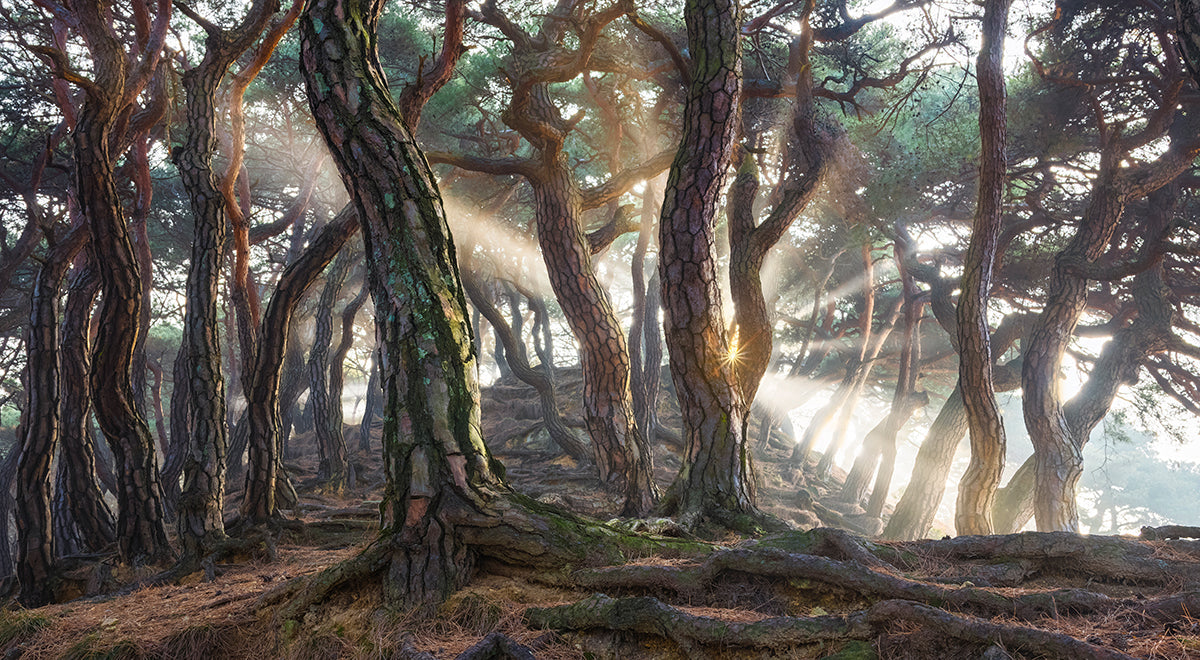 get-your-wholesale-sacred-pine-trees-fashion_0.jpg
