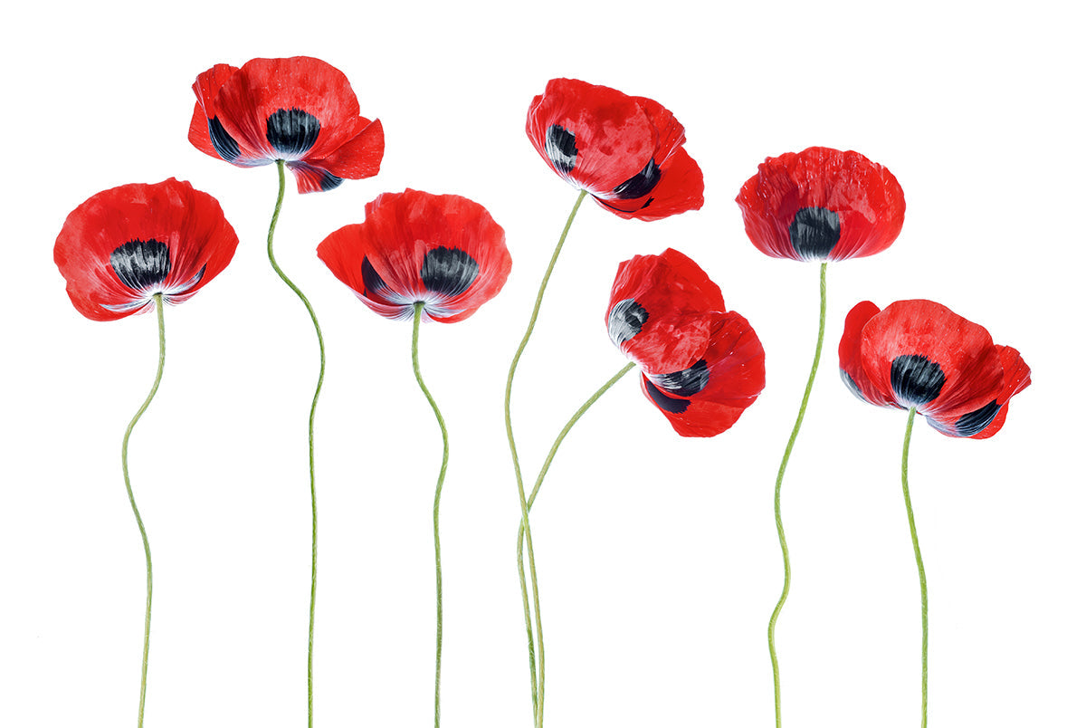 grab-your-favorite-ladybird-poppies-on-sale_0.jpg