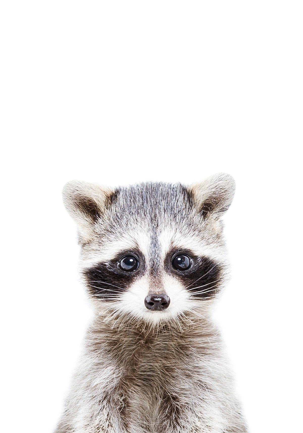 grab-your-favorite-baby-racoon-sale_0.jpg