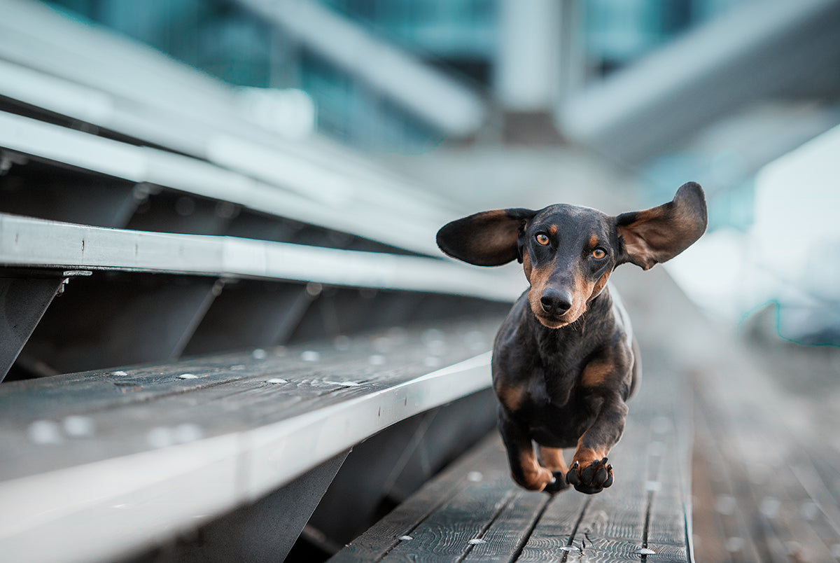 we-are-the-best-place-to-shop-ein-kleiner-hund-lauft-durch-die-welt-online-hot-sale_0.jpg