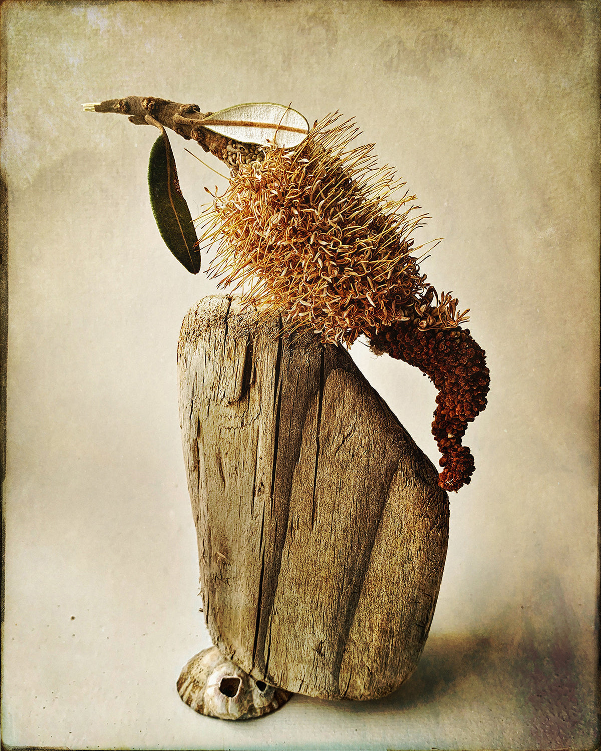 find-your-new-favorite-balance-banksia-online_0.jpg