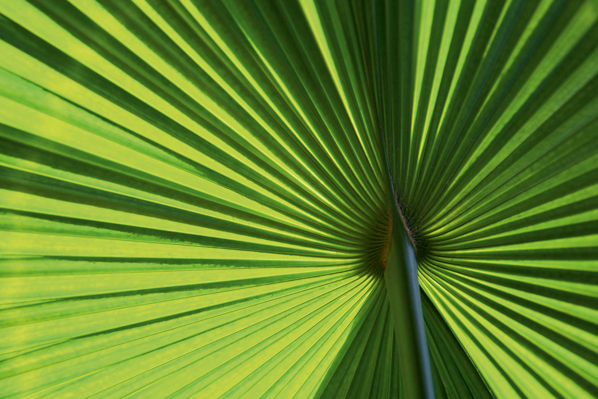 shopping-for-leaf-1-online-hot-sale_0.jpg