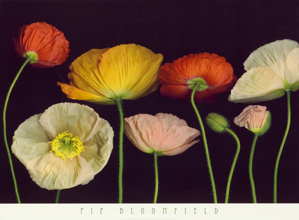the-official-site-of-official-poppy-garden-i-online-now_0.jpg