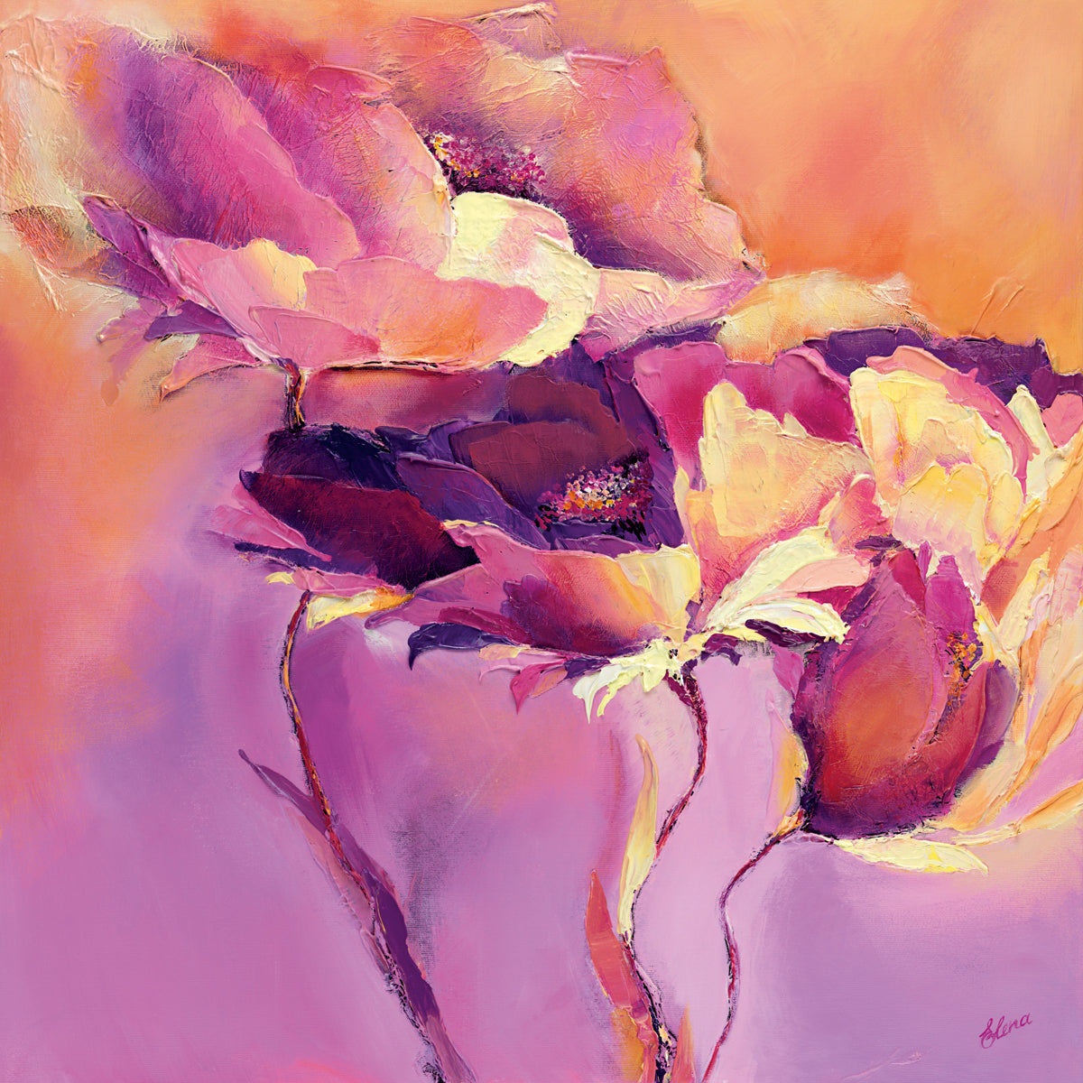 buy-the-latest-candy-mohn-ii-online_0.jpg
