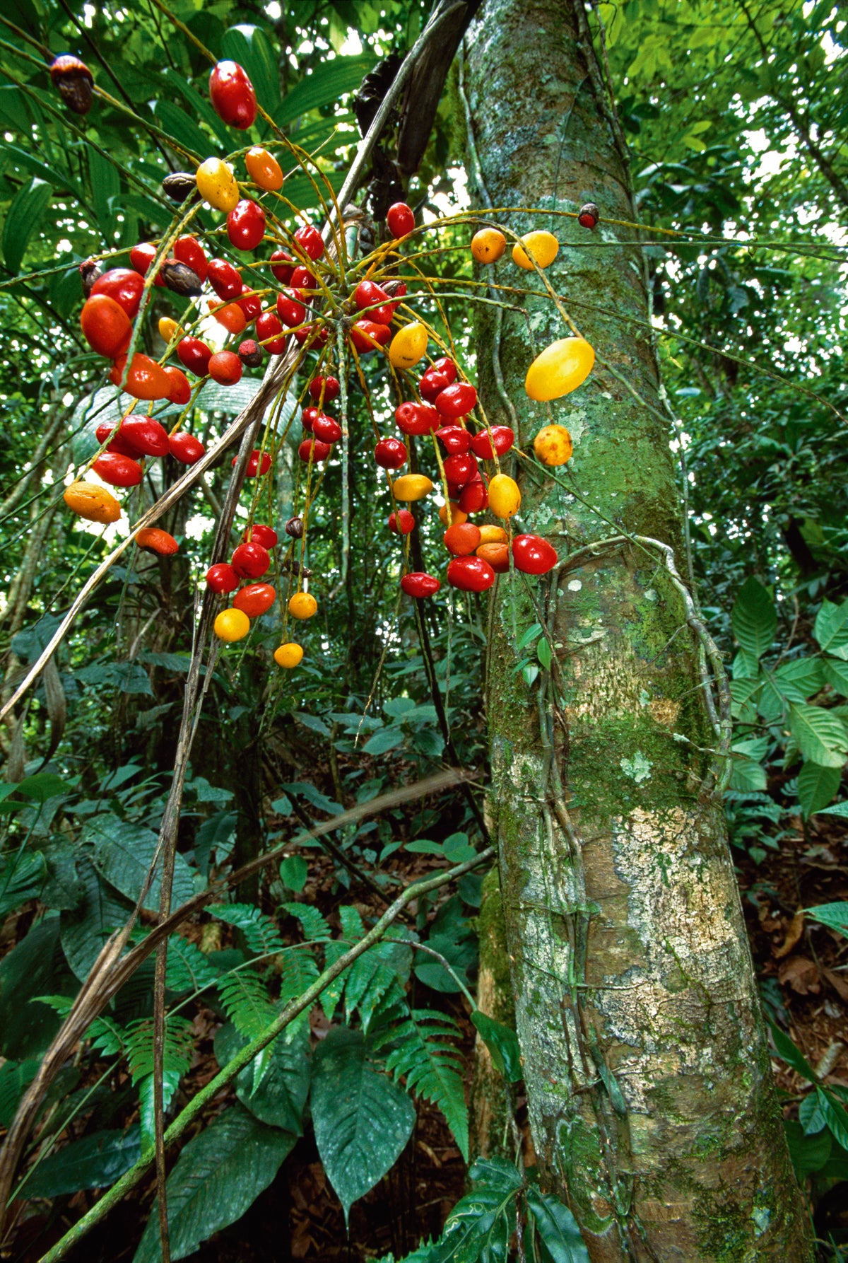super-cool-fashion-palmtree-fruit-sale_0.jpg