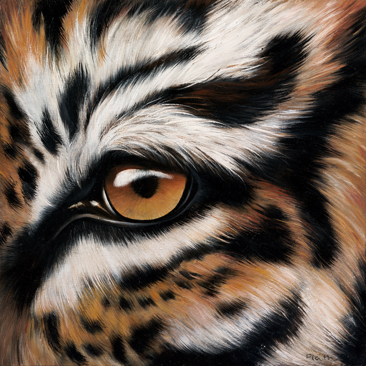 sell-and-buy-tigerauge-supply_0.jpg