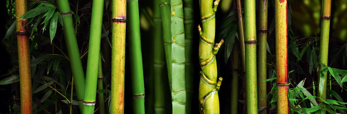 the-official-store-of-bamboo-fashion_0.jpg