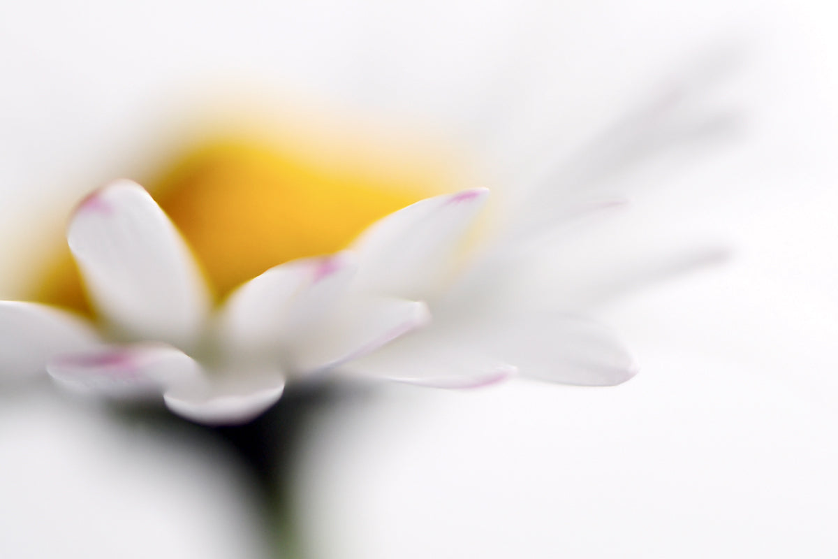 shop-authentic-flora-i-sale_0.jpg